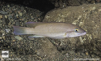 Neolamprologus mondabu 'Segunga'